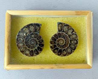 Polished Ammonite Fossils In Display Case, Jewelry Grade