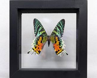 Urania Ripheus Butterfly Display, 5.75" x 5.75"