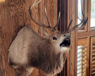 0-Point Elk Shoulder Mount Taxidermy 