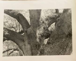 Artist Signed Patricia Meek (Daughter of AJ Meek) - $15