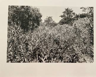 Unsigned by Artist AJ Meek - $40