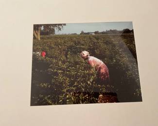 Signed AJ Meek Red Pepper Paradise Book Photo - $600
