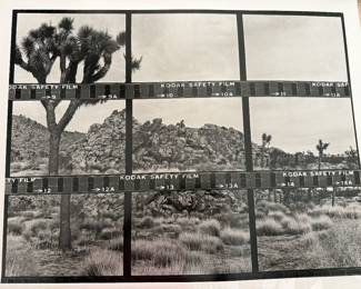 Joshua Tree I