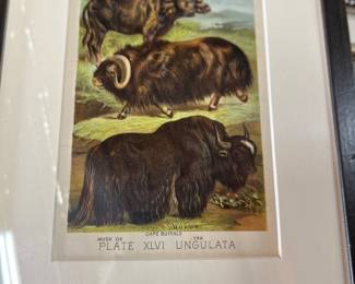 Framed Cape Buffalo plate 