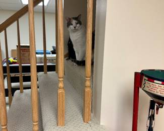 She is not for sale… Just had to put her in because she’s precious❤️