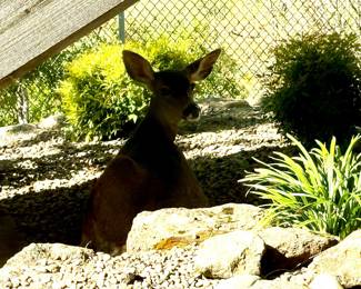 You may catch the neighbors visiting…