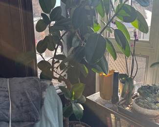 Ficus elastica (Rubber Plant)