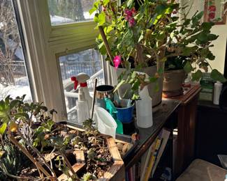 Assorted Houseplants (Succulents and Geraniums) and Gardening Supplies