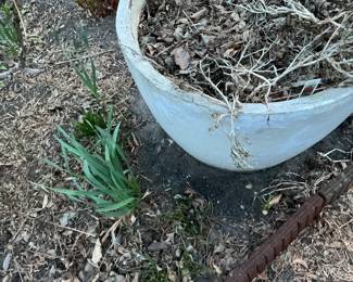 Large Concrete Planter Pot