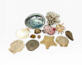 56 LargeSeashellCoralDecorwAbaloneStarfishConch