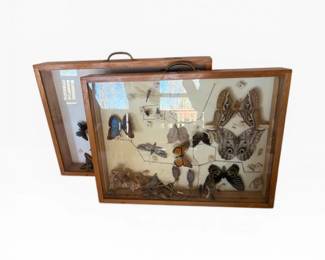 78 FramedButterflyInsectDisplayCasesLargeSpecimensCocoons