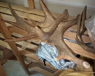 Collection of Large Elk and Moose Antlers third image