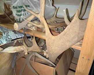 Collection of Large Elk and Moose Antlers