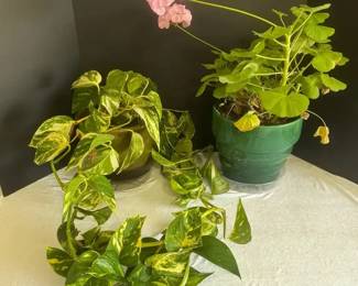 Two Indoor Plants