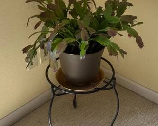Indoor House Plant With Black Iron Plant Stand