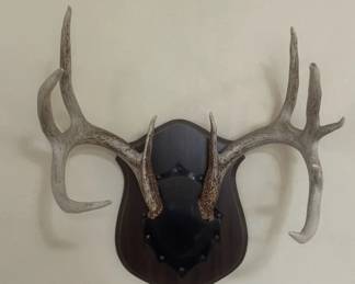 Deer Antler Mount