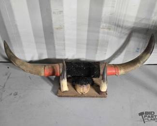 5162  Wall Mounted Buffalo Horns  Hoof 