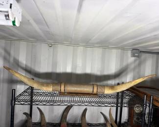 5154  Wall Mounted Long Horns 