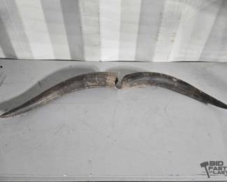 5164  Bull Horns 