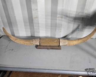 5168  Wall Mounted Bull Horns 