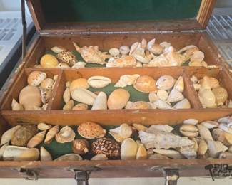 5100  Sea Shells with Display Case 