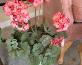 Geraniums 