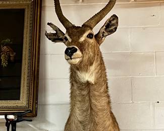 Vintage Water buck mount