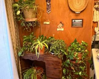 Live thriving plants 