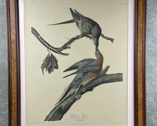Vintage color lithograph of Passenger Pigeon originally drawn from nature by J.J. Audubon