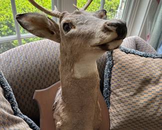 Deer head mount