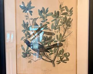 Early Audubon print