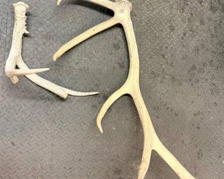 103 VeryLargeAntlers