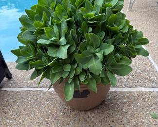 Sedum Plant