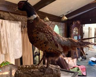 Ring Necked Pheasant