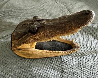 Alligator Head Taxidermy Mount
