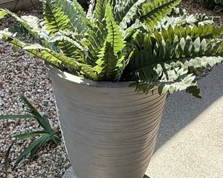 Live Boston Fern in Textured Gray Planter