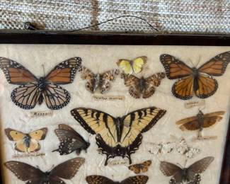Framed Butterfly & Moth Collection