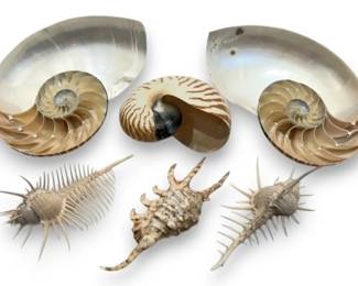 Various Sea Shells