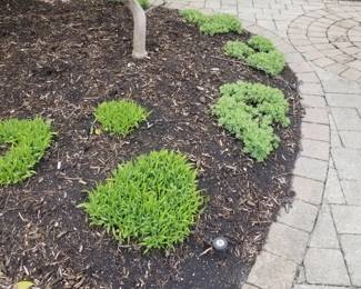 Plants