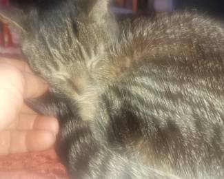 My furbaby.   Mine.   Not for sale.