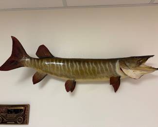 Vintage Muskie Taxidermy Fish Mount 