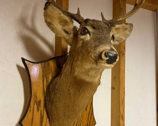 Vintage-style Deer Taxidermy Mount 
