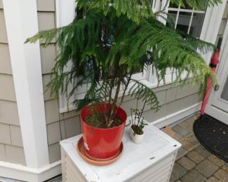 LIVE NORFOLK ISLAND PINE