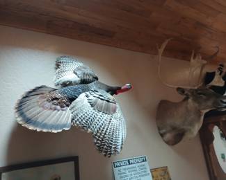 Flying Turkey mount