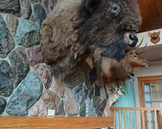 Bison shot in Idaho