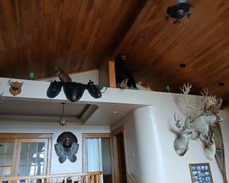 Bear rug, black bear mount