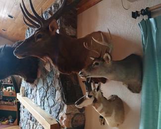 Elk,deer,