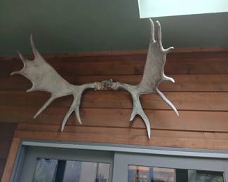 Moose horns