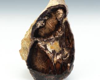 Petrified Wood Specimen 