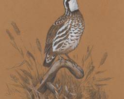 Ned Smith American, 1919  1985 